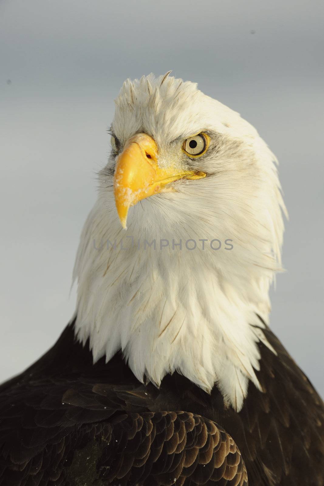 A bald eagle (Haliaeetus leucocephalus) is perched on a dead tree limb overlooking the Chilkat River watching for salmon in the Chilkat Bald Eagle Preserve in Southeast Alaska. Winter. Morning.