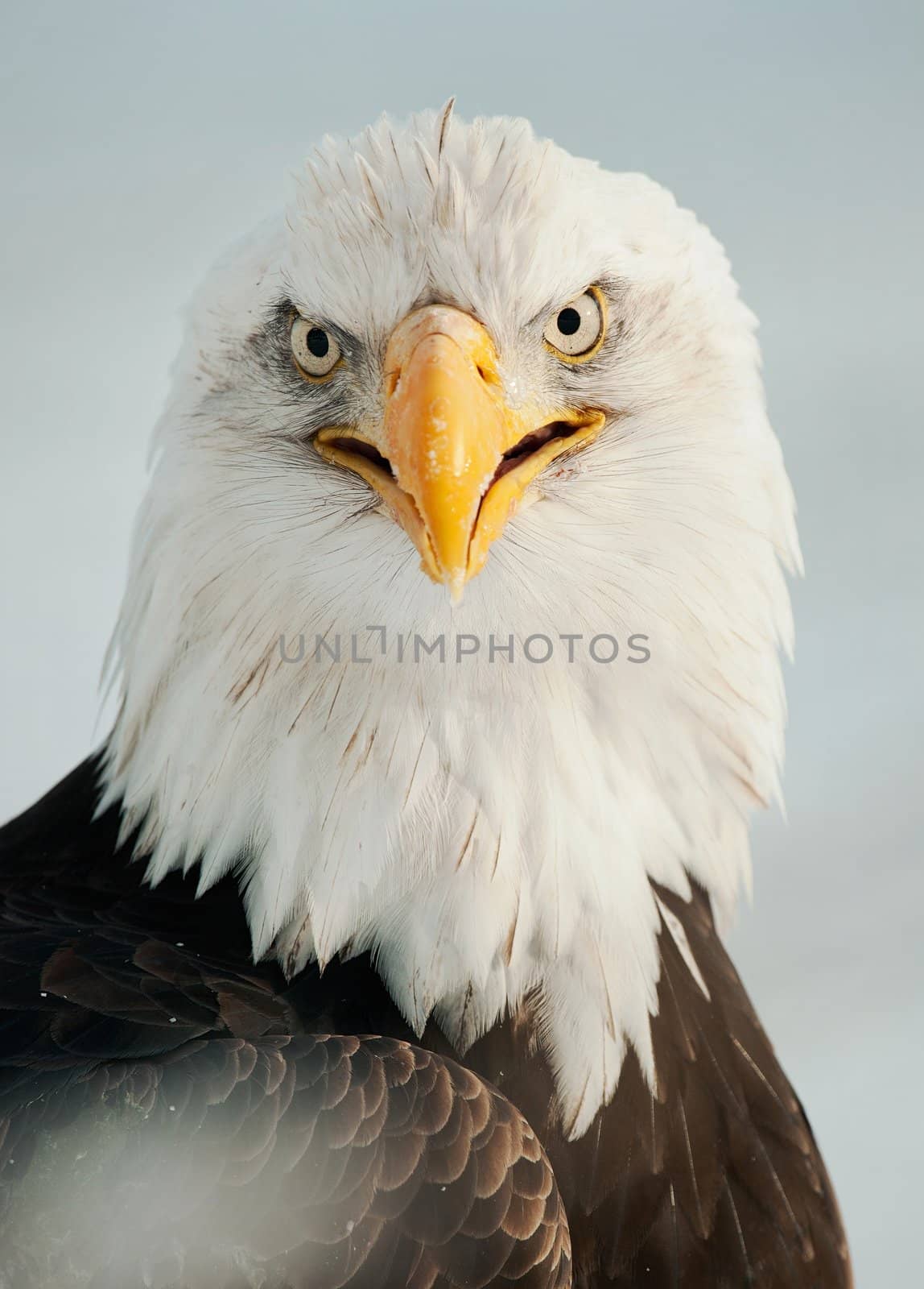 Close up Portrait of a Bald eagle (Haliaeetus leucocephalus washingtoniensis ) with an open beak .