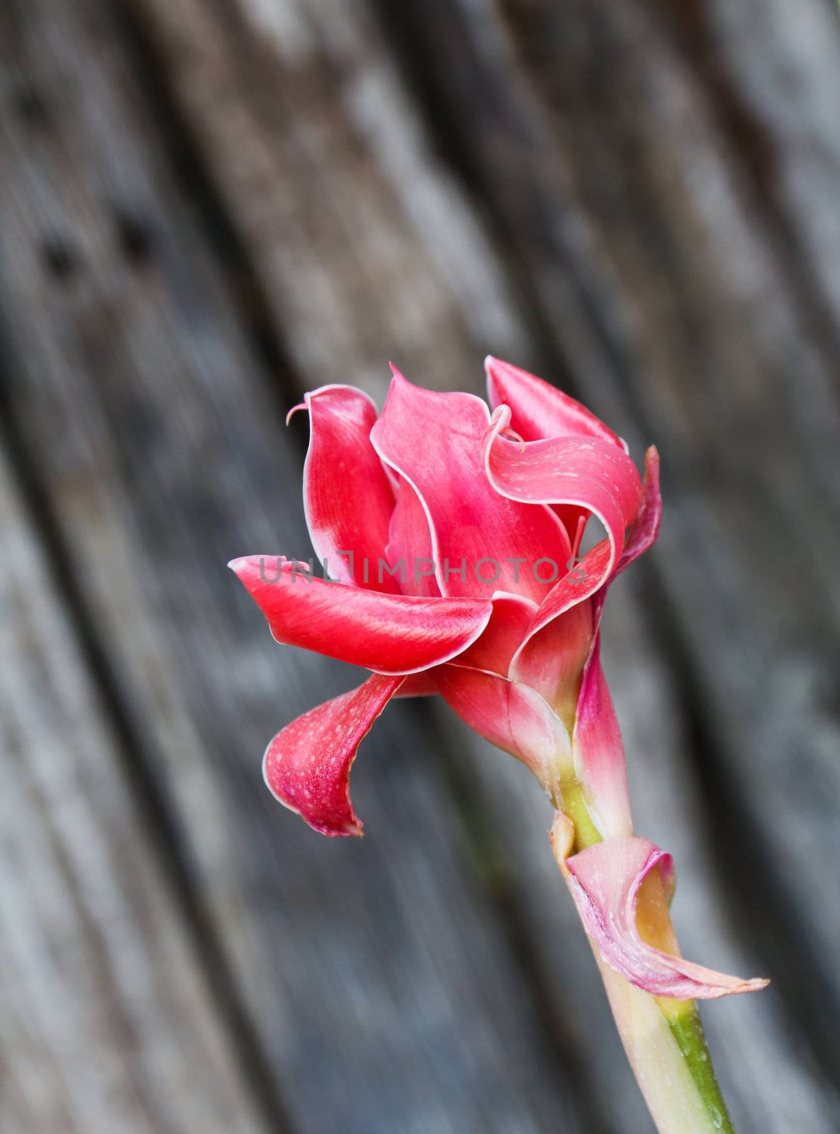 Torch ginger, etlingera elatior flowers family zingiberaceae.