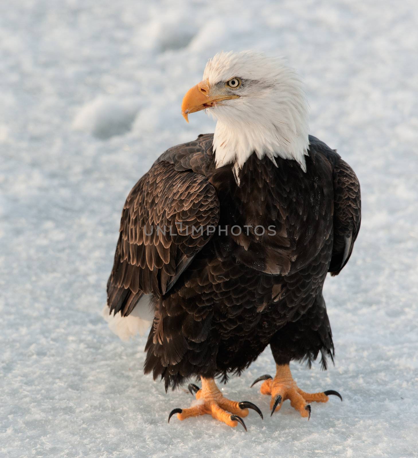 Close up Portrait of a Bald Eagle by SURZ