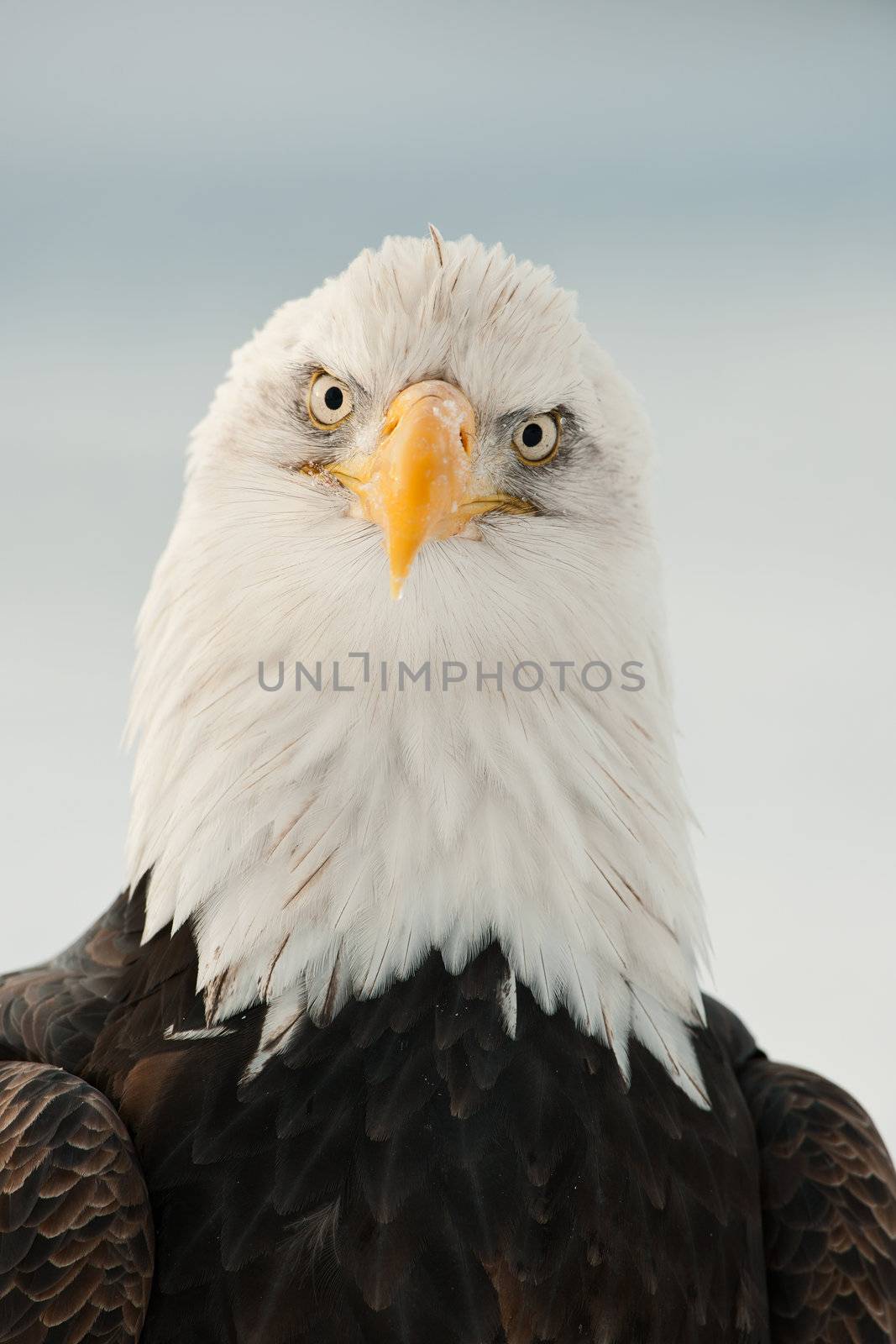 Close-up Portrait of Bald Eagle (Haliaeetus leucocephalus), Alaska, USA