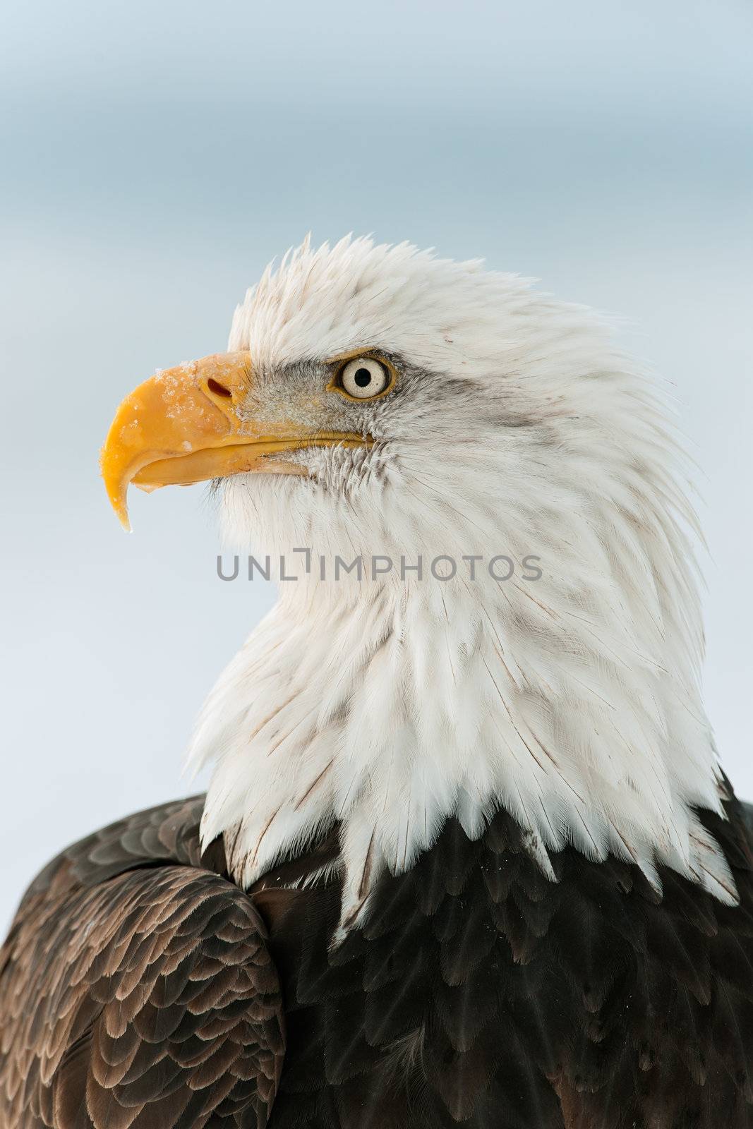 Winter Close up Portrait of a Bald eagle (Haliaeetus leucocephalus washingtoniensis ). Isolate on white