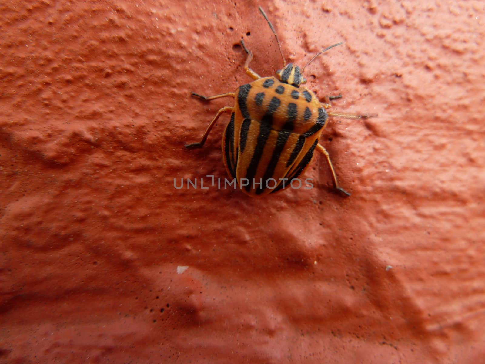 Colorado potato beetle crawling up a terracotta colored wall