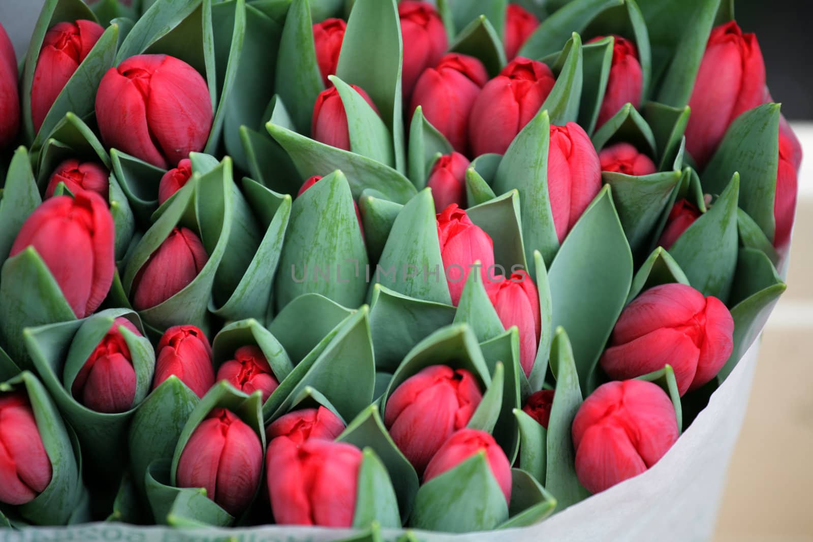 closeup picture of  flowers on a market in holland
