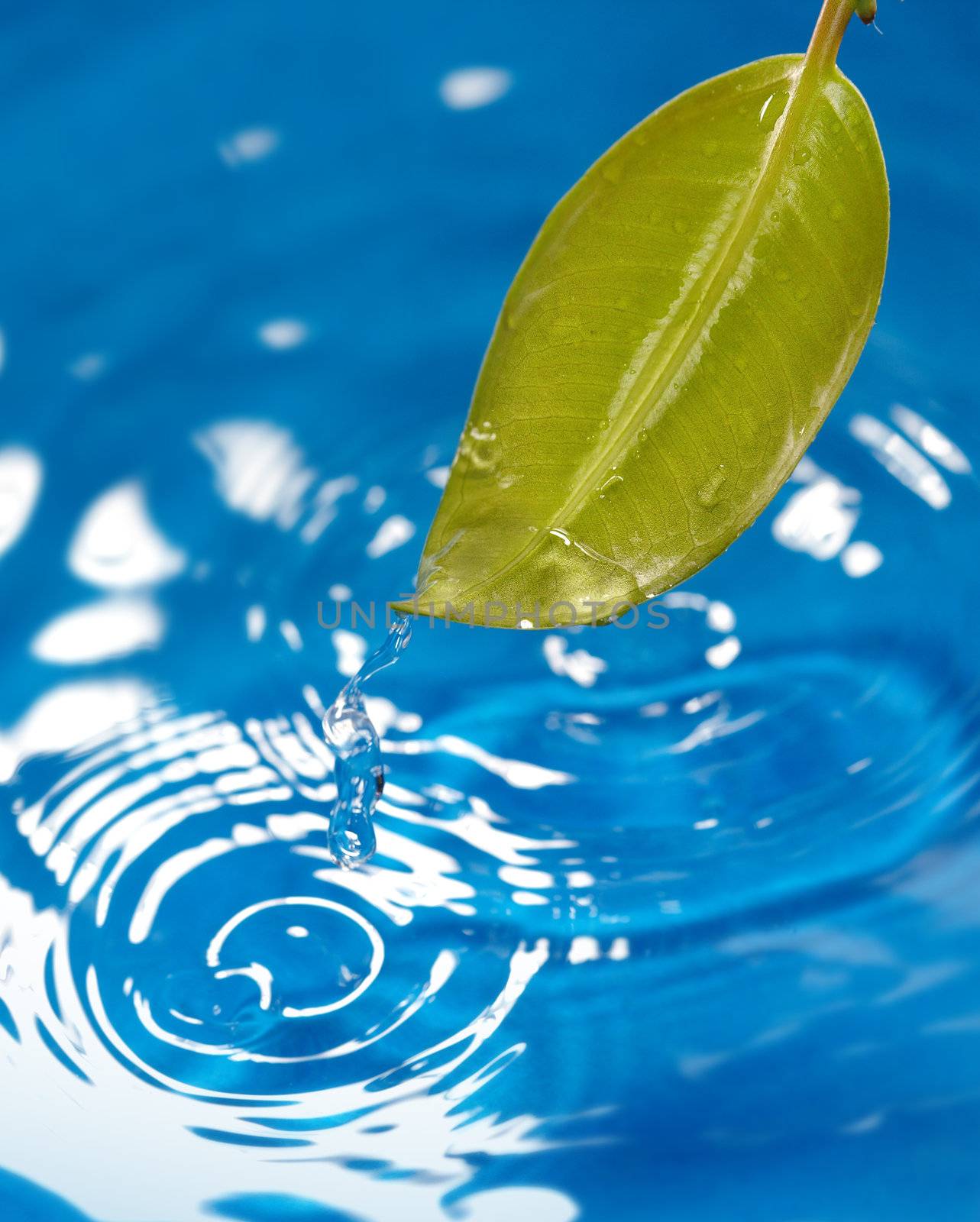 Close-up photo of the wet leaf on a blue liquid background with flowing water. Natural colors. Shallow depth of field added by macro lens for natural view