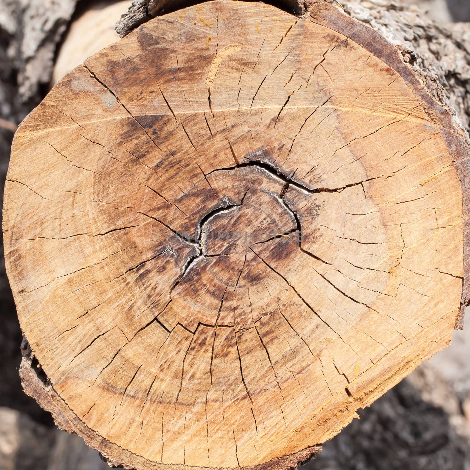 wood circle, cross section of tree stump by FrameAngel