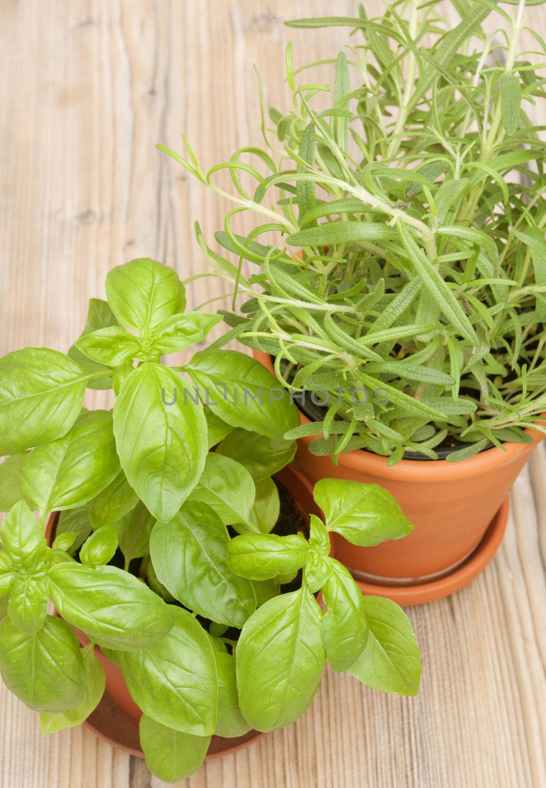 Potted Herbs - Basil and Rosemary on Wooden Table