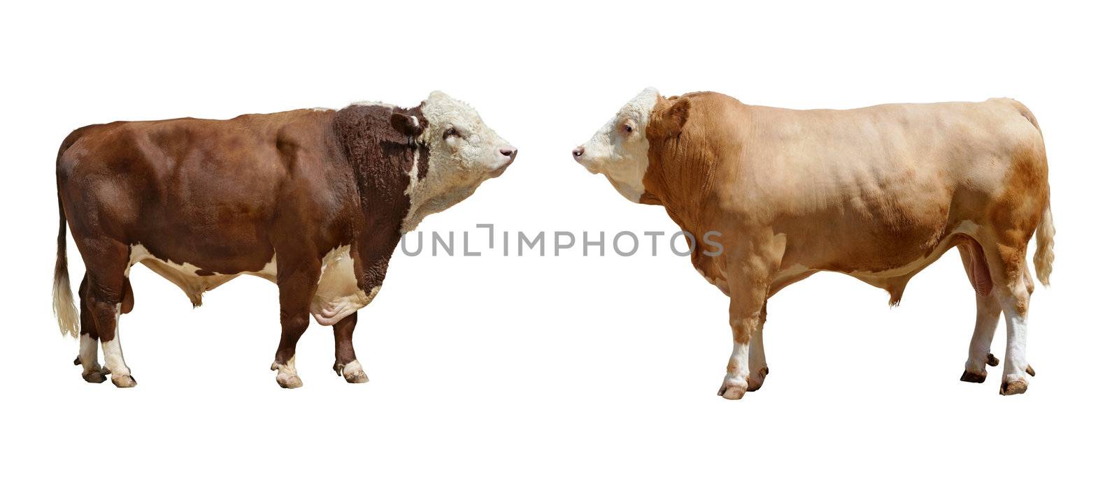 Two bulls by Kamensky