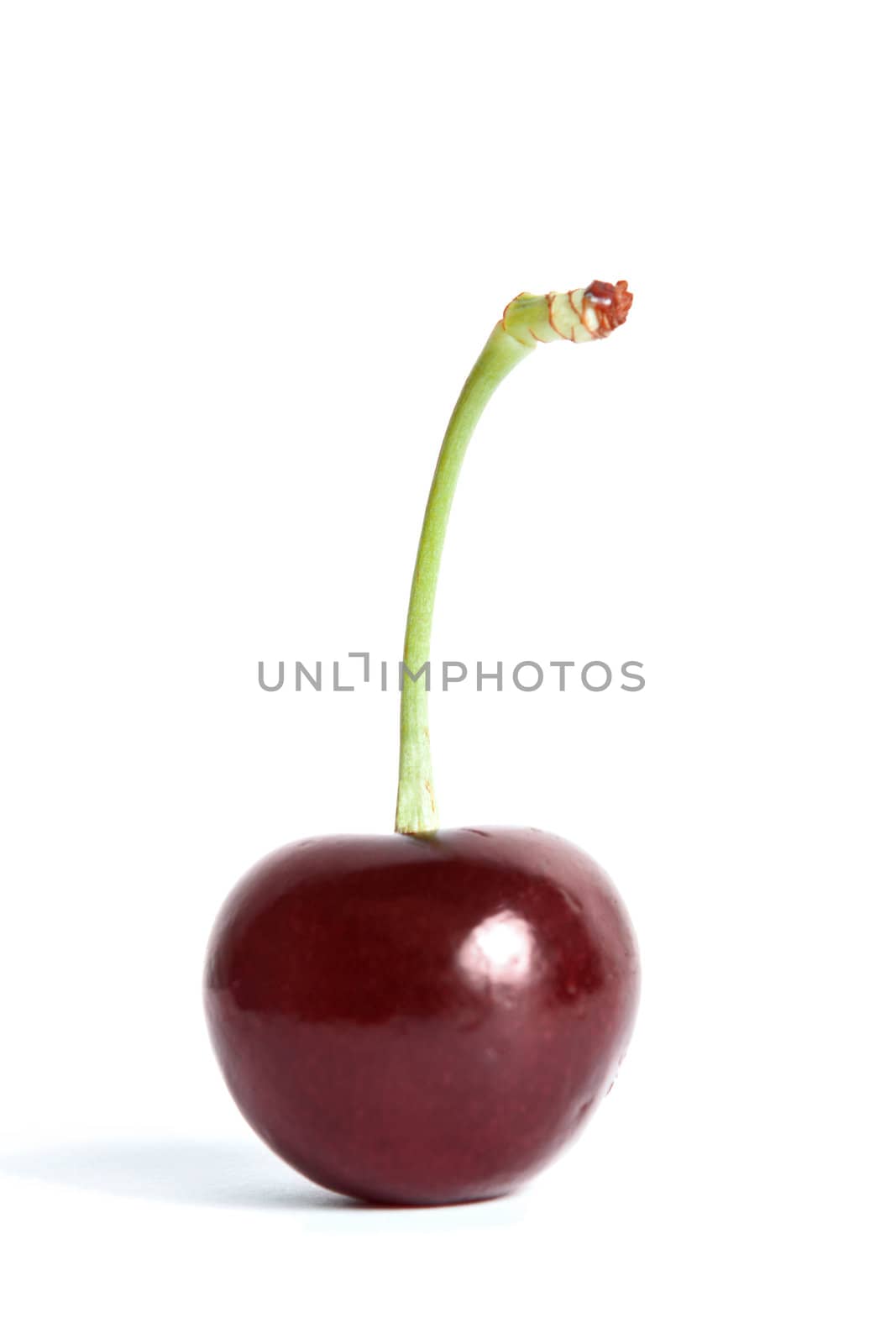One cherry isolated on a white background.