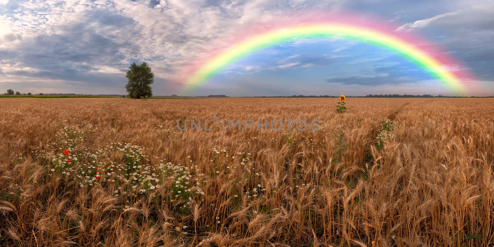 Panorama of a big summer field on morning with clouds in the sky on background