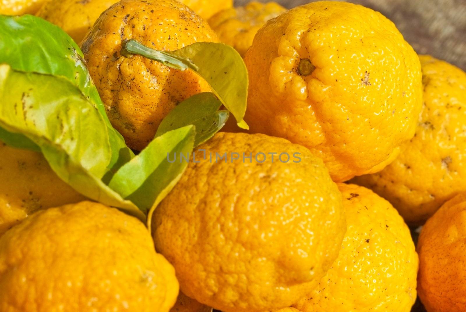 Freshly picked wild australian native bush lemons Citrus limon