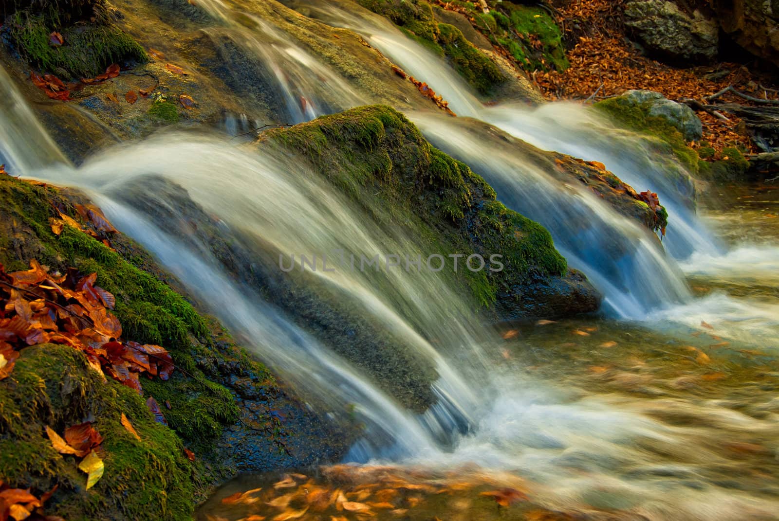 A small waterfall is surrounded by moss and fallen autumn maple leaves