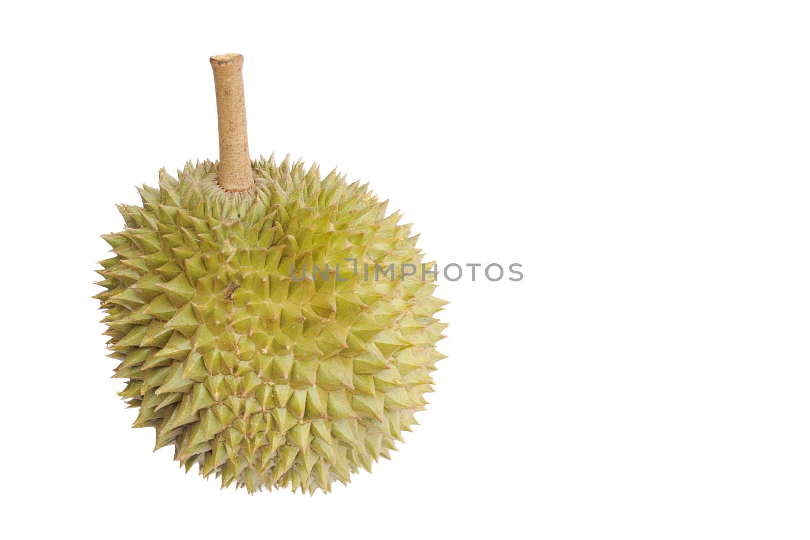 A durian, or king of fruits, isolated against a white background