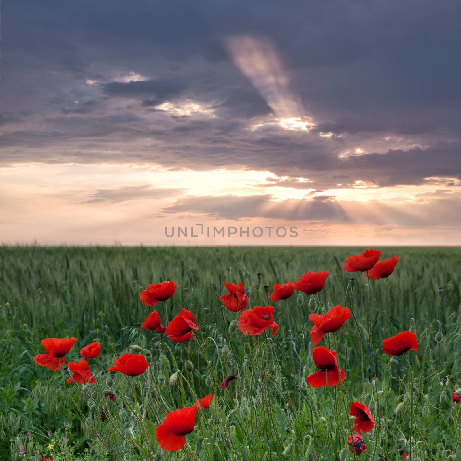 Poppies on a green field by firewings