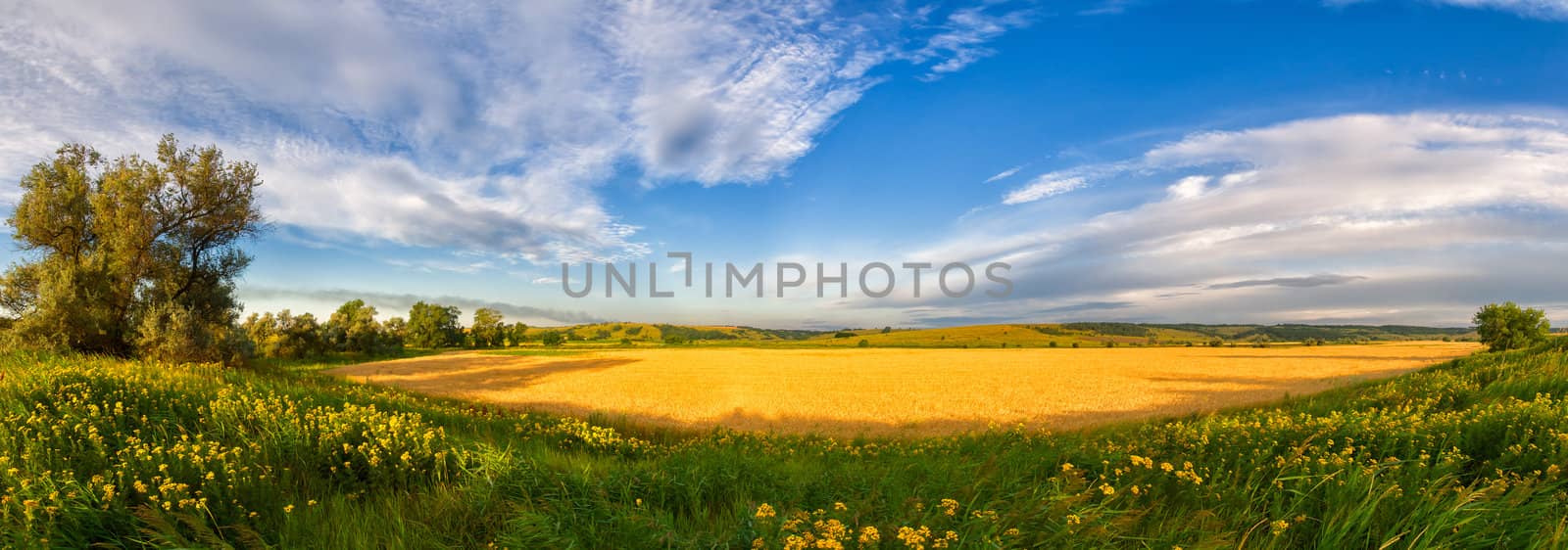 Panorama of a big summer field shined with the sun, with clouds in the sky on background