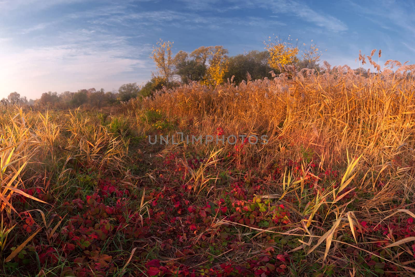 Landscape with yellow and red grass by firewings