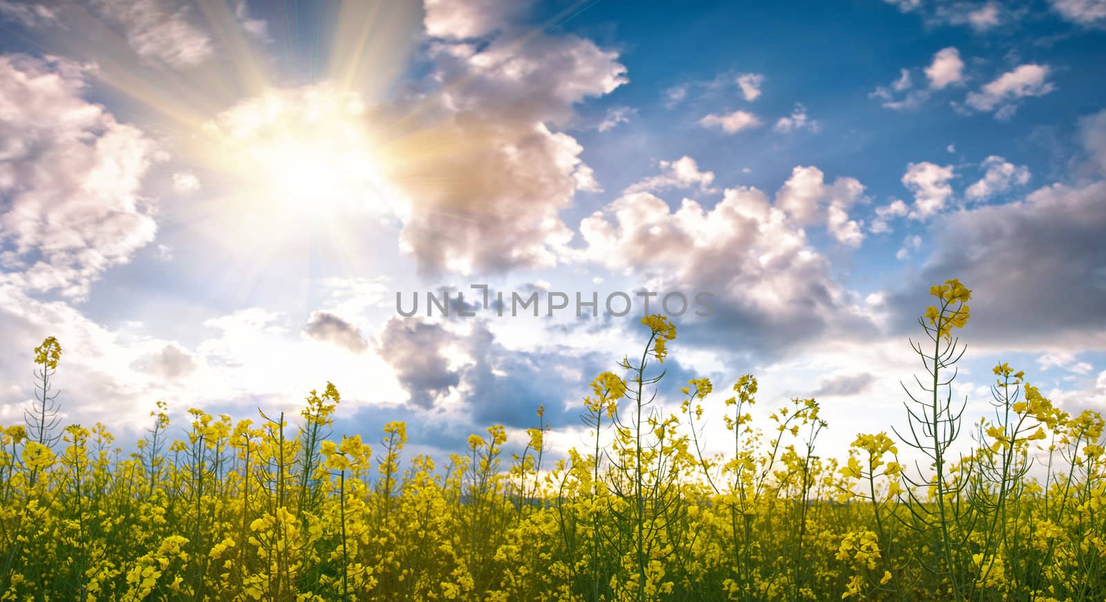 Summer field with flower and sunlight in blue sky