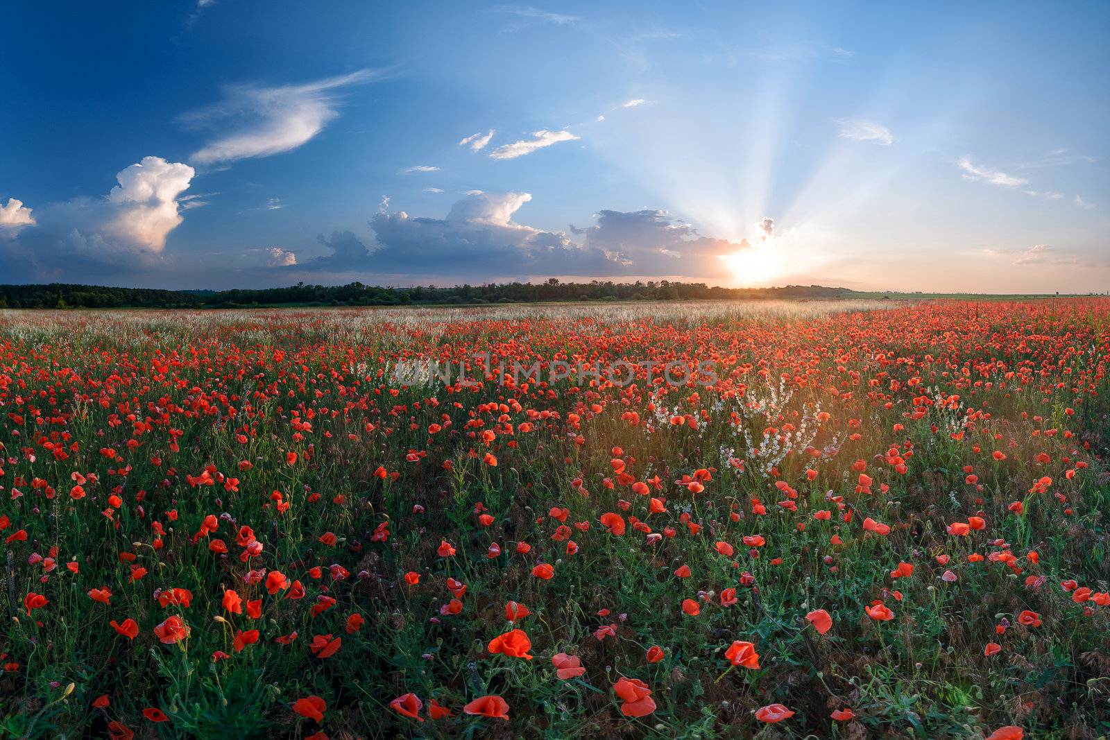 Summer landscape with big field of poppies and beautiful sunset on background