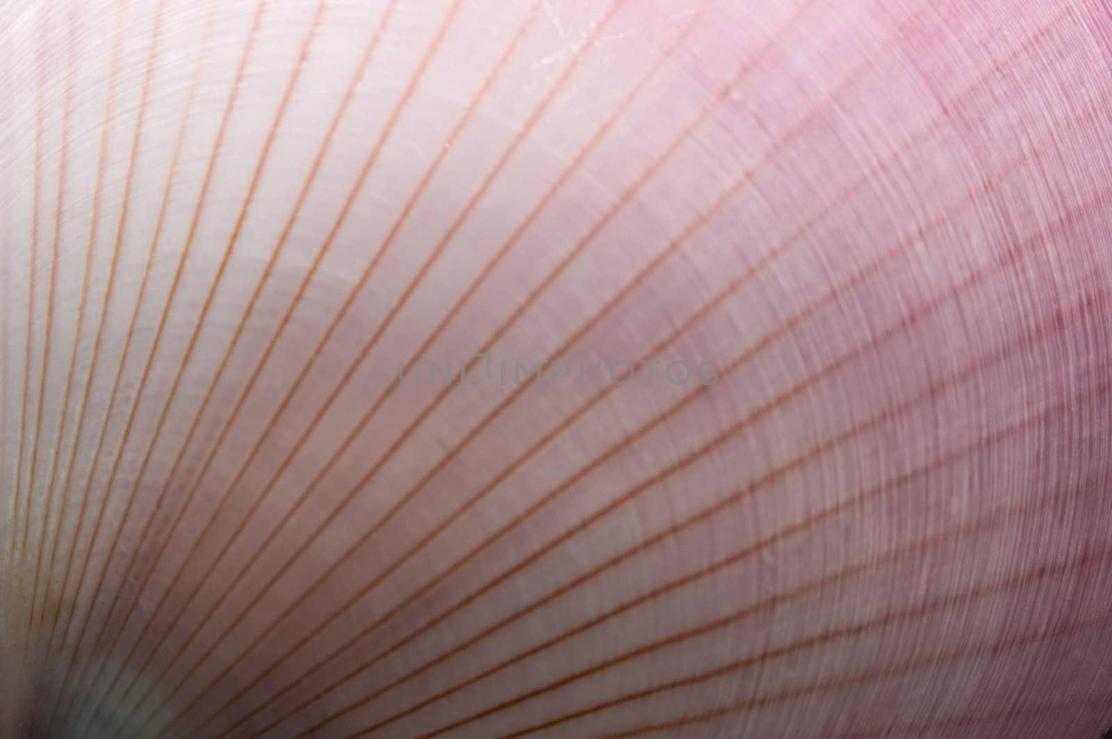 Abstract background. Close up macro seashell