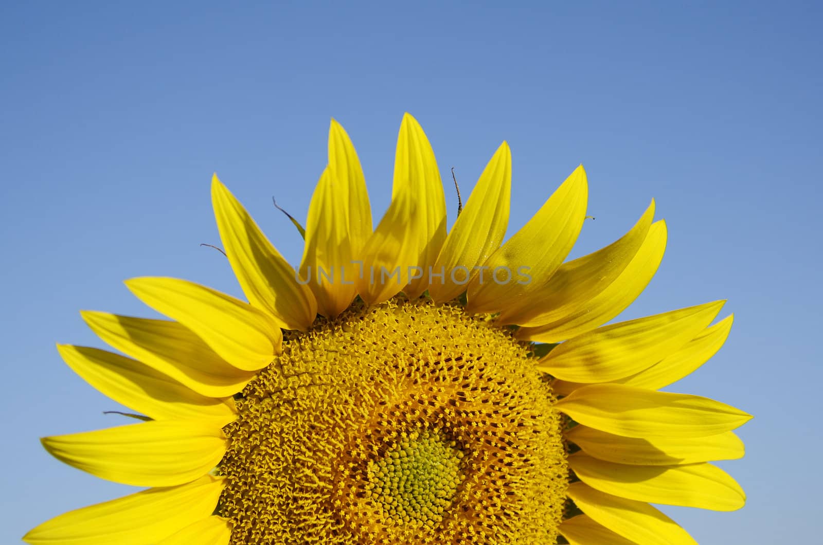 Sunflowers, with their warm color announce summer