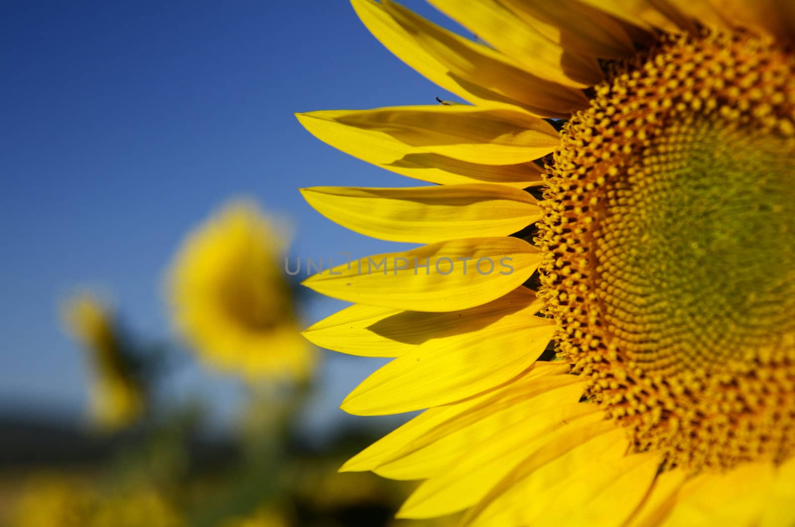 Sunflowers, with their warm color announce summer