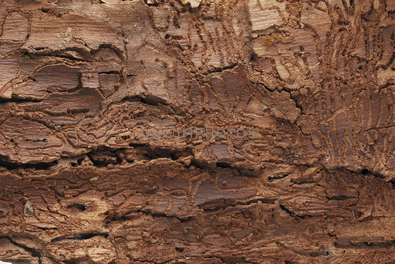 Tree bark texture background horizontal