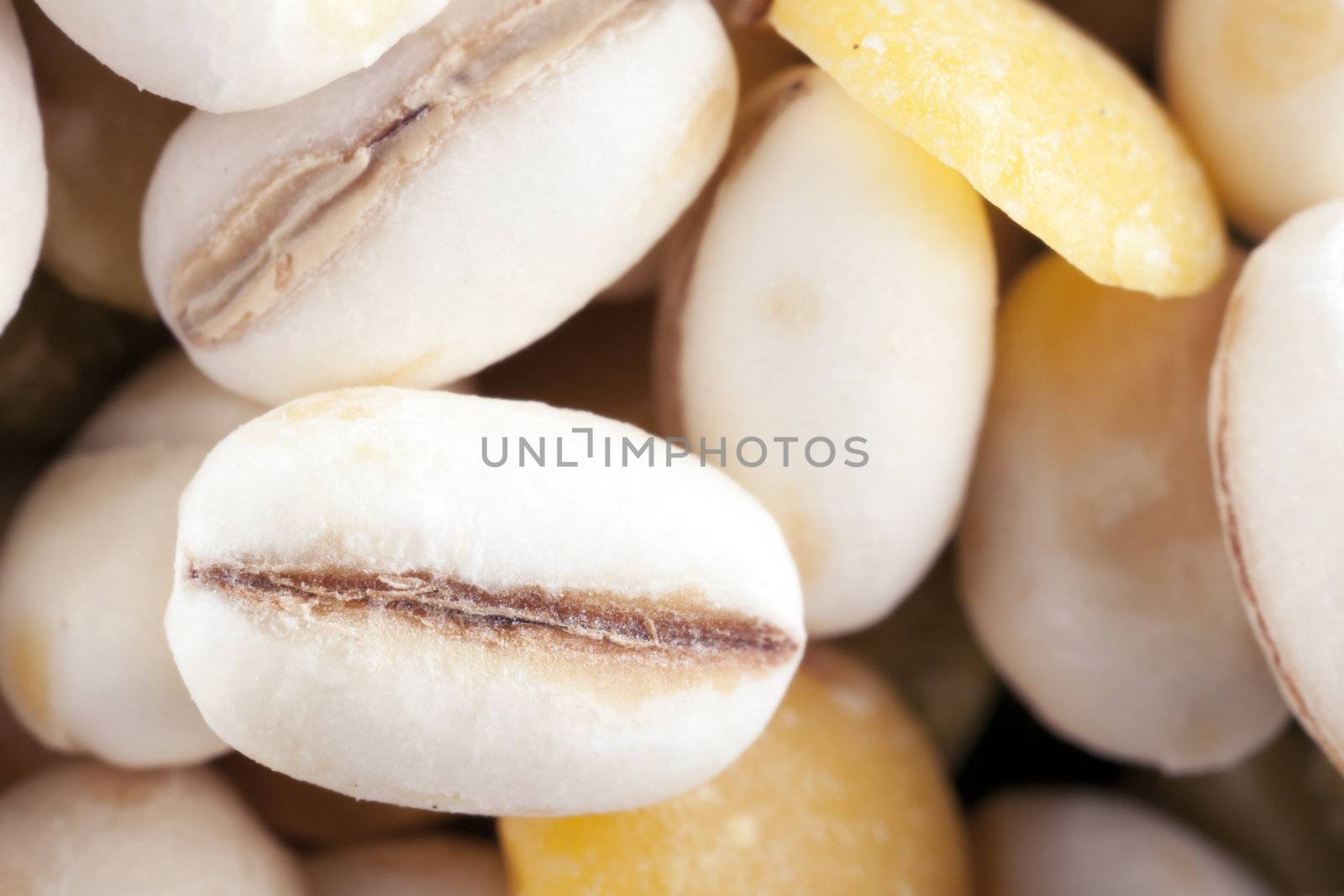 Macro shot of dried barley grain.