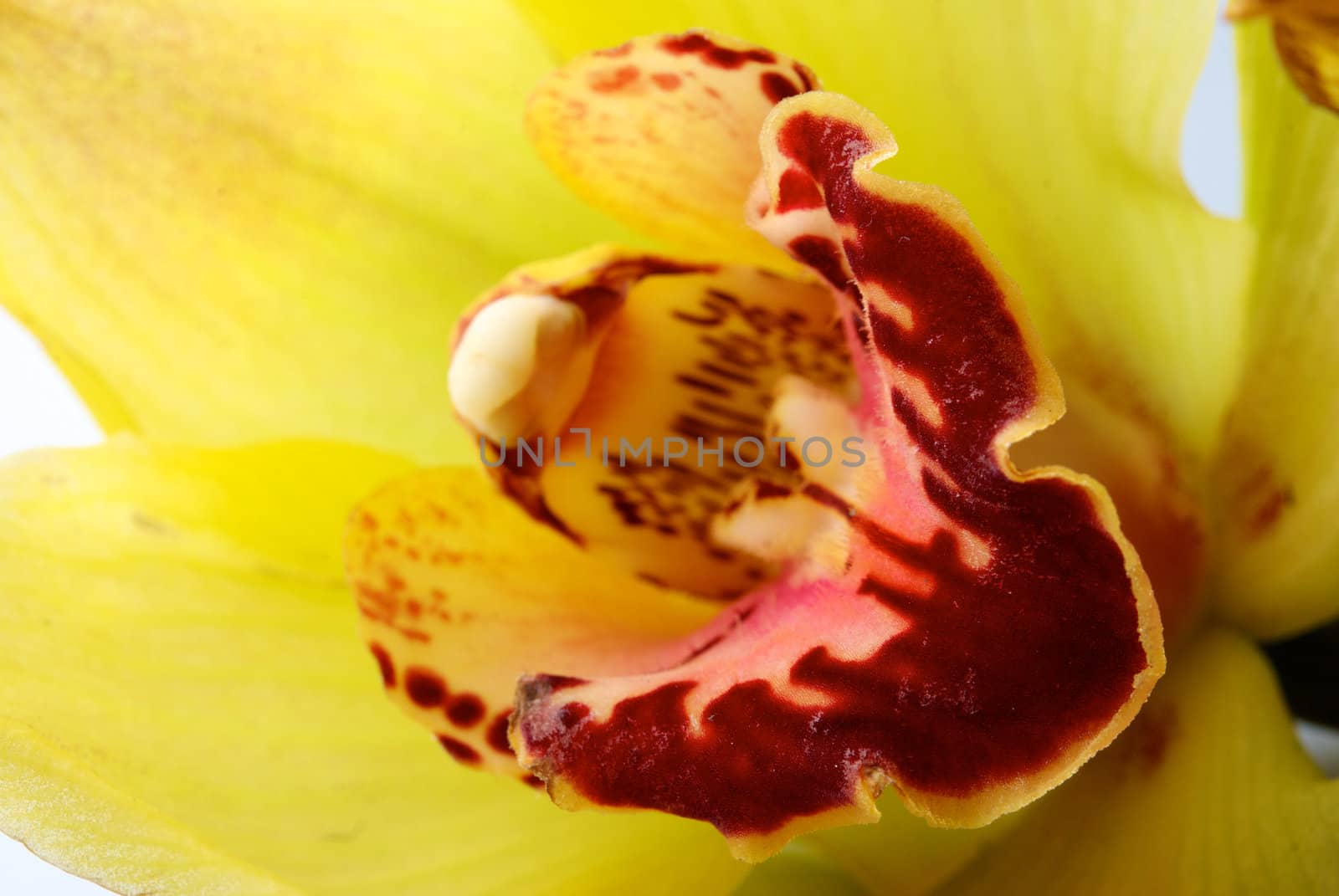 Yellow orchid closeup. Abstract background
