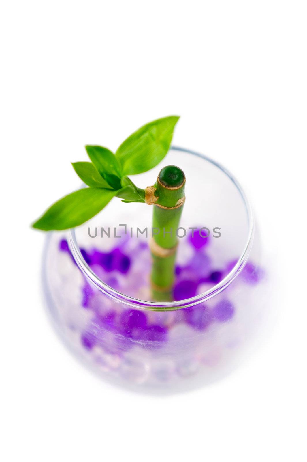 Closeup of vase with sprout of bamboo isolated on white. Very small depth of field 