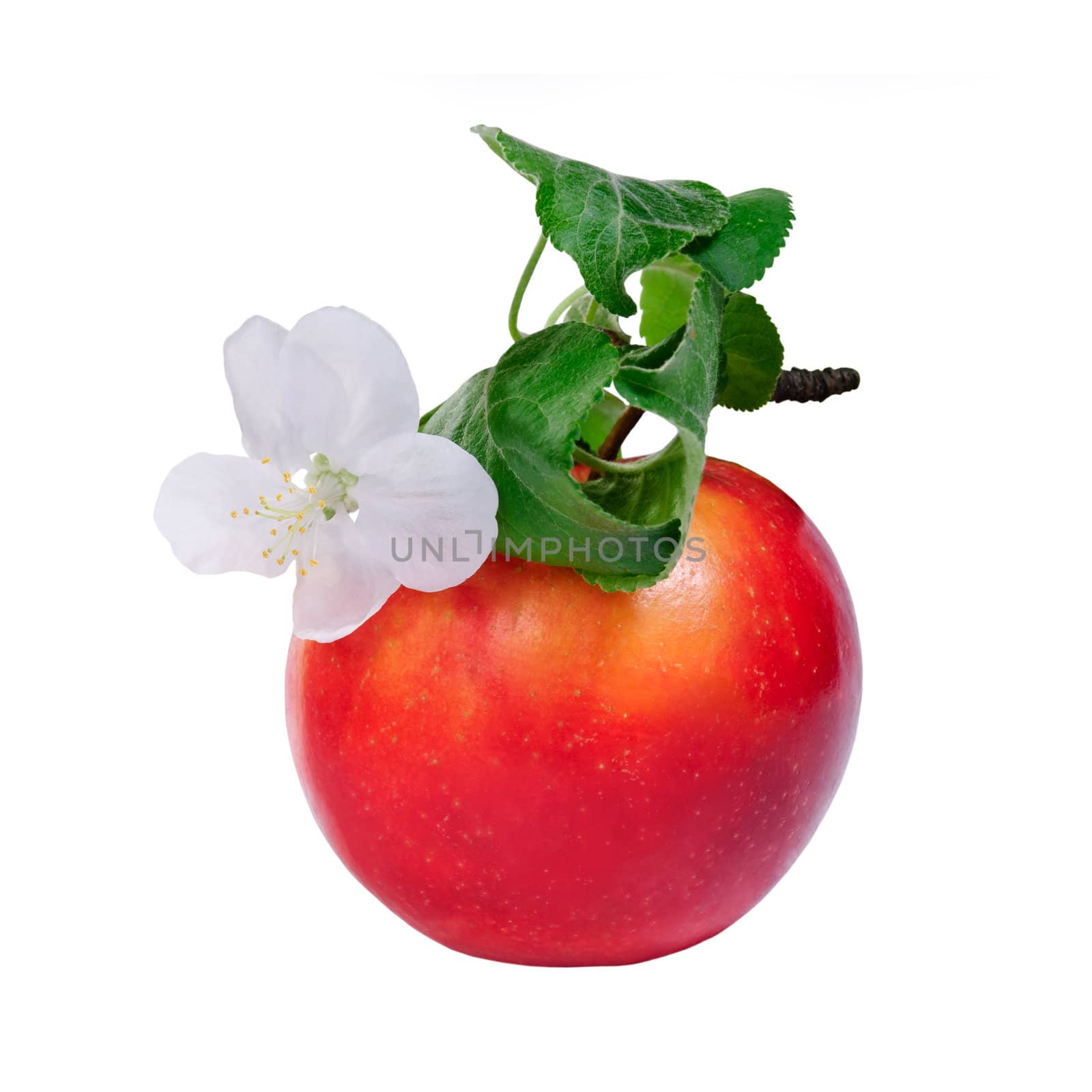 Red apple with flower isolated on white background