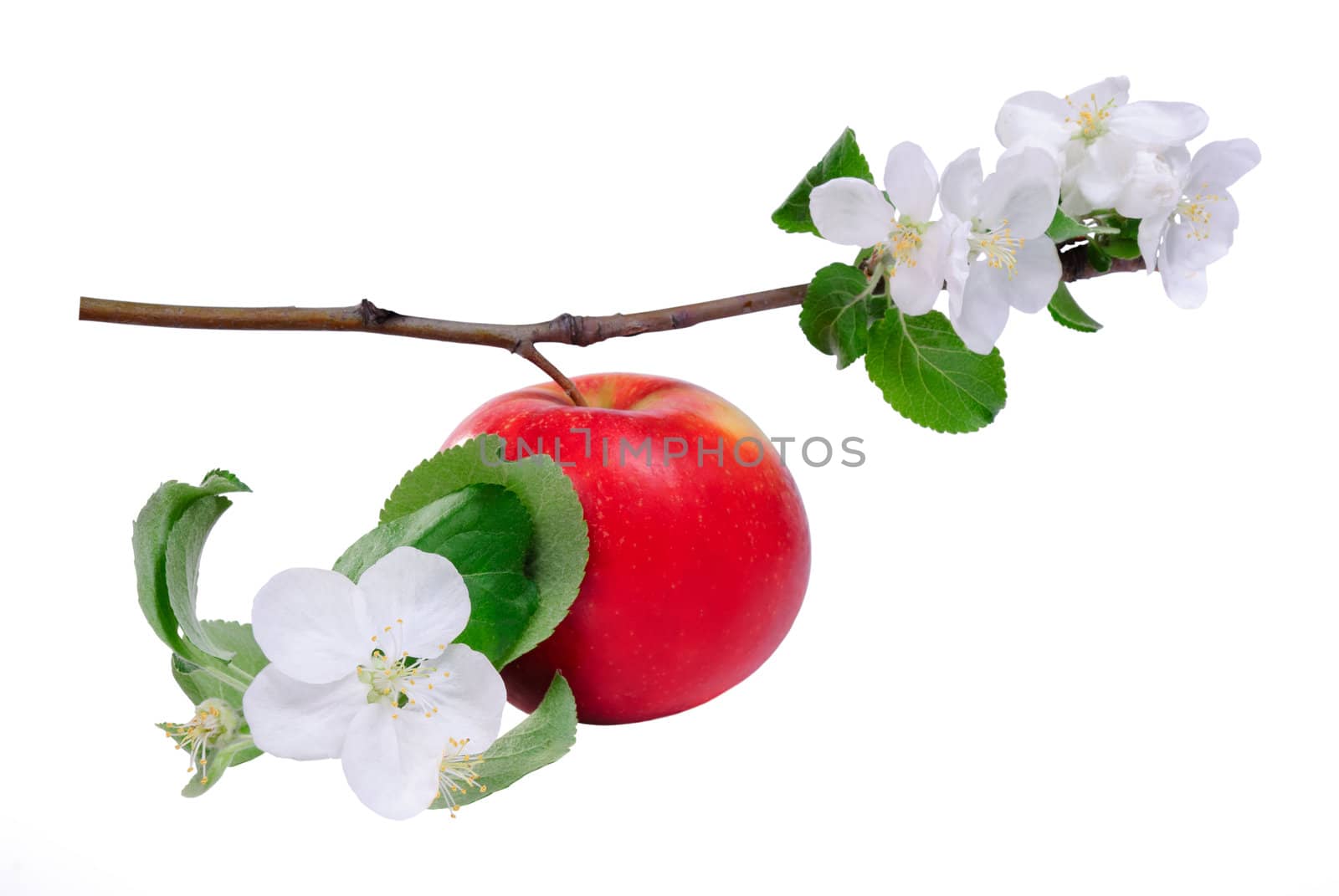 Red apple on branch with blossom flower isolated on white background