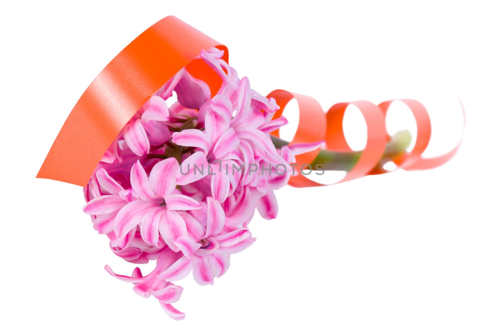 Beautiful hyacinthus flower with a orange tape, isolated on white background