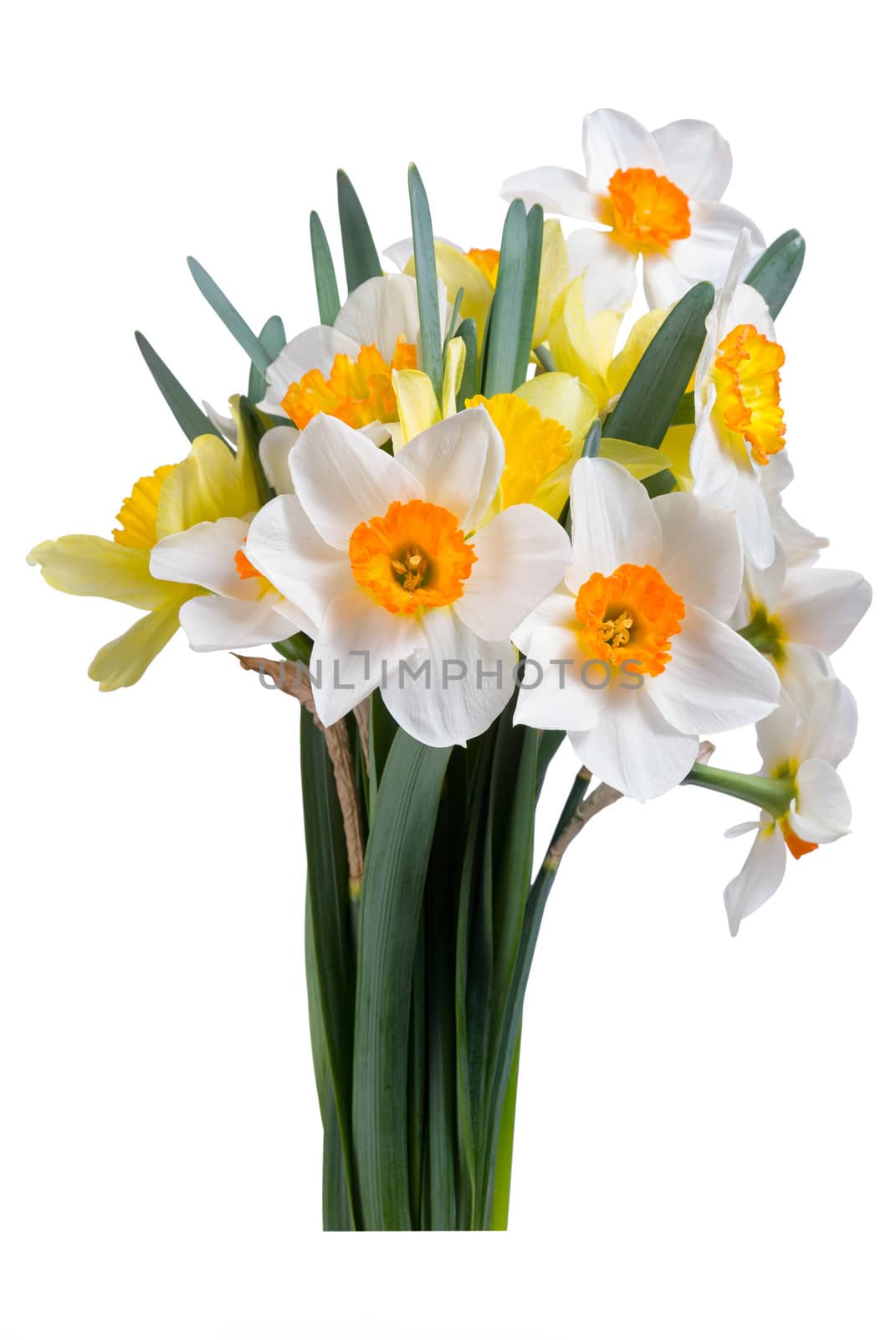 Beautyful bouquet of yellow and white narcissus with leaves isolated on a white background
