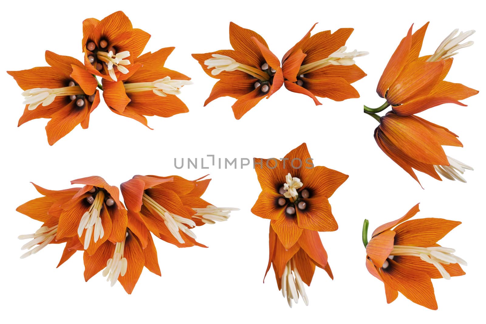 Set orange crown imperial flowers (Fritillaria imperialis) isolated on white background