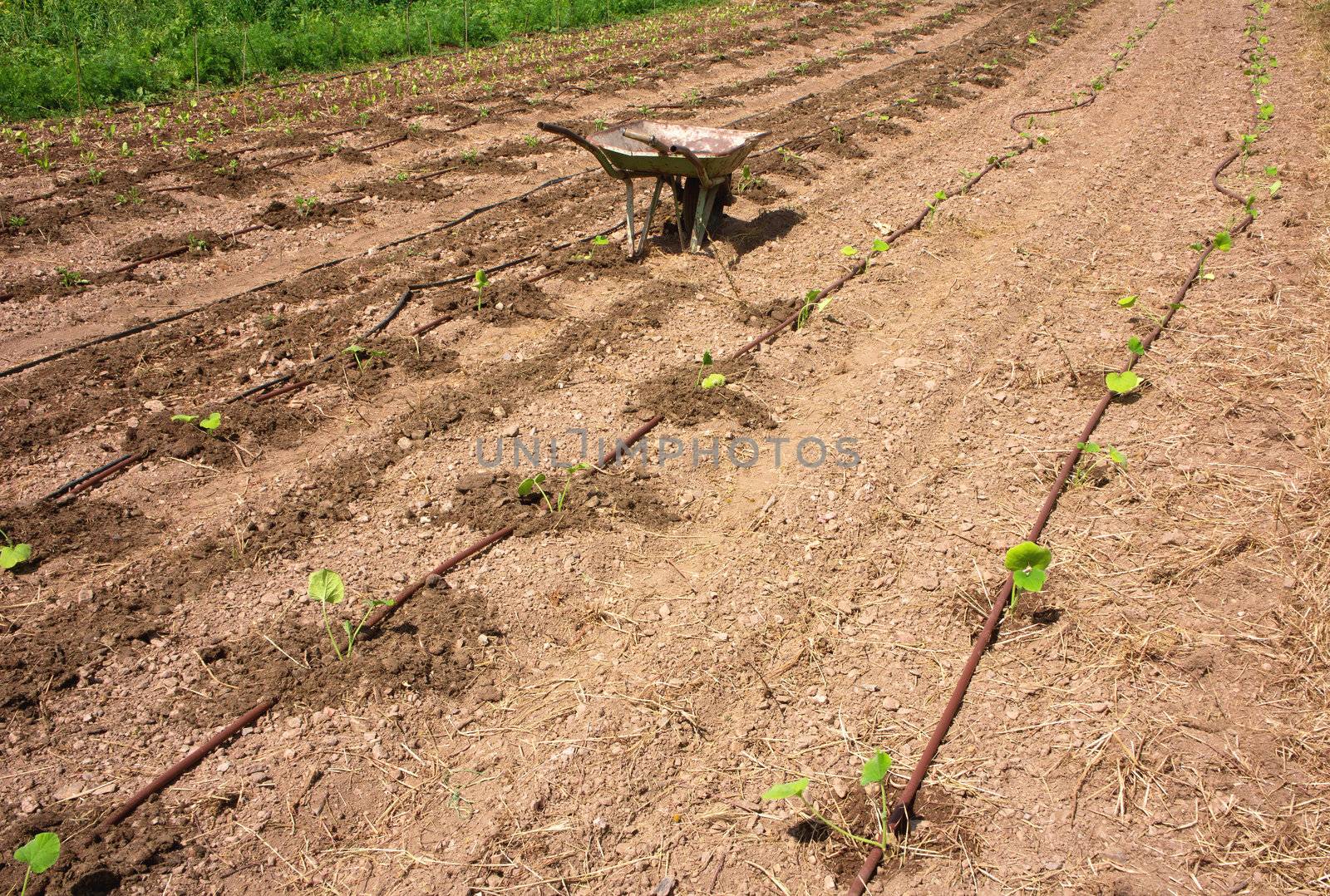 Truck in eco agricultural garden with drip irrigation