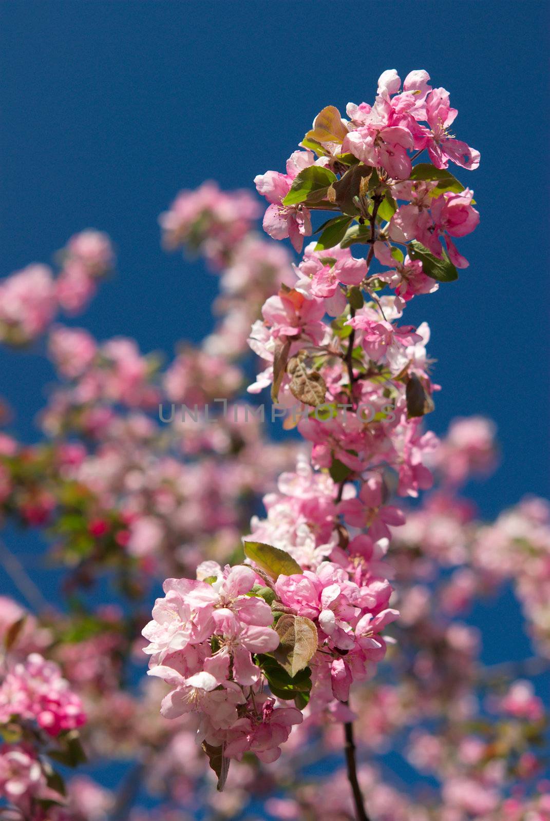 Pink apple blossoms against a deep blue sky