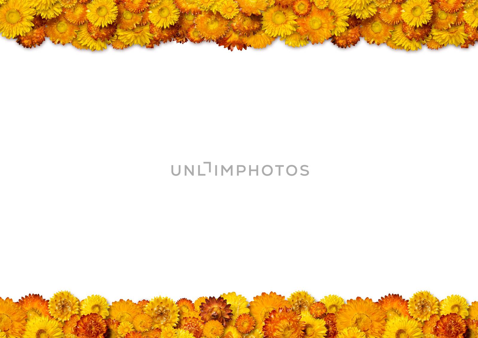 Yellow and orange flowers frame with space for copy. Isolated on white background. With clipping path