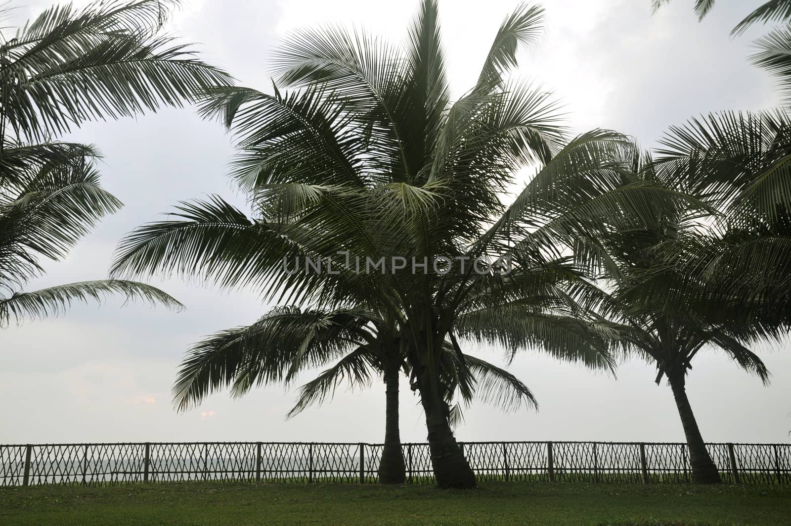 Palm trees in a lawn against a fence separating it from the beach