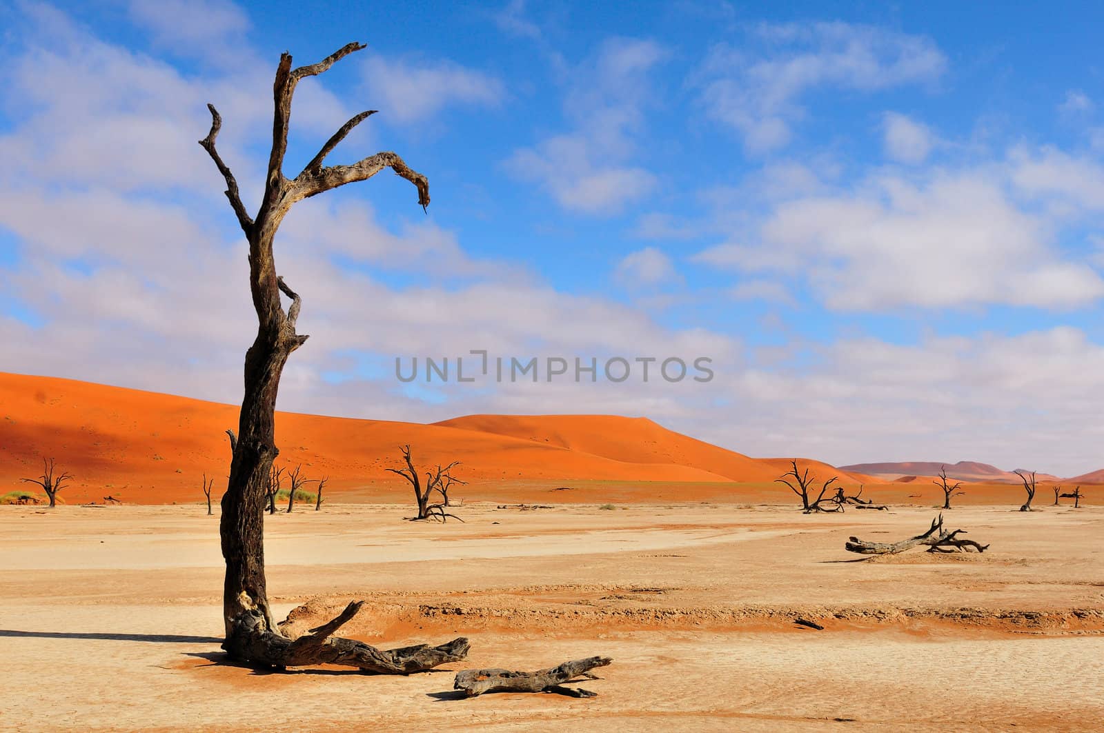 A lonely tree skeleton at Deadvlei near Sossusvlei, Namibia