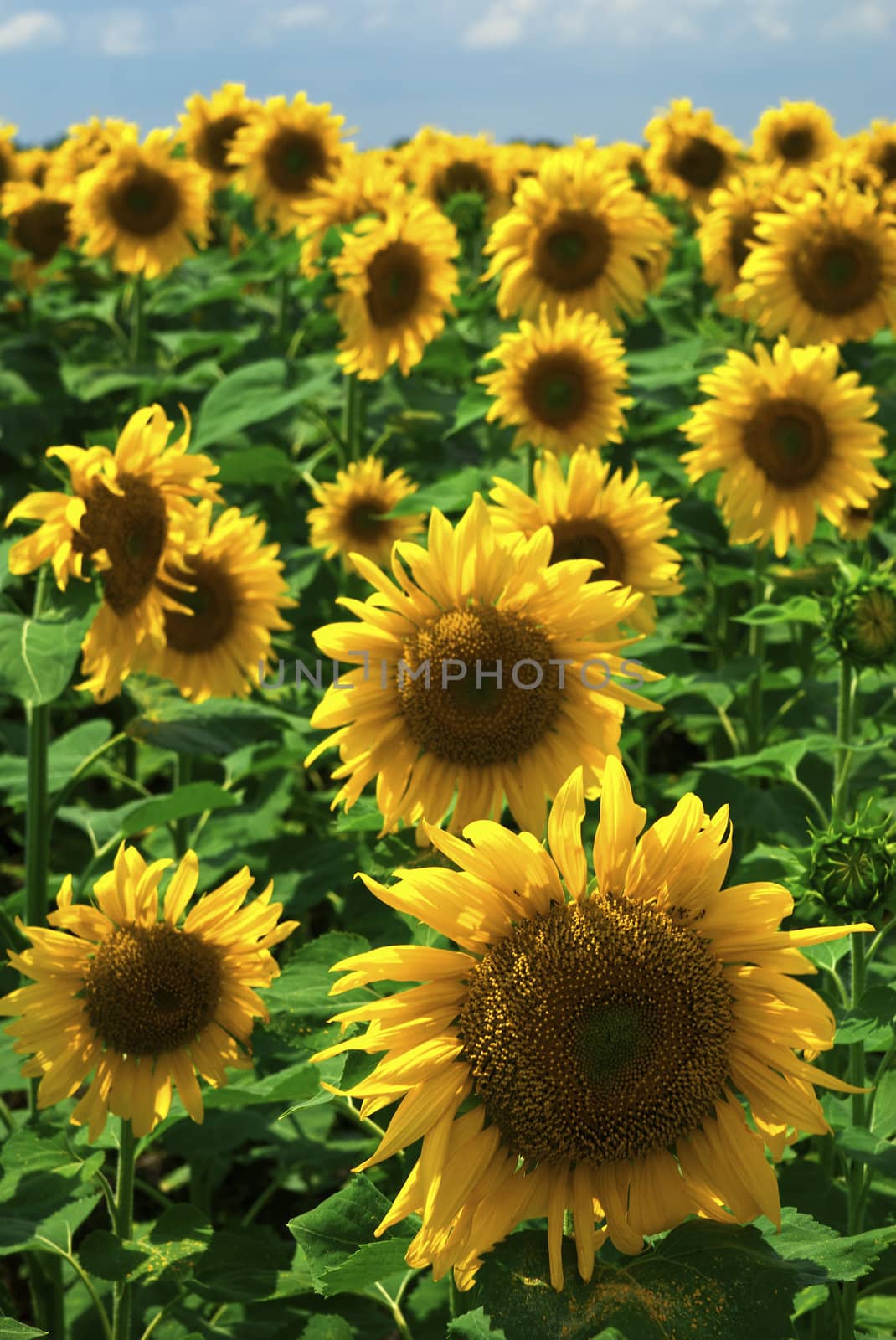Field of sunflowers on a background of the blue sky with clouds