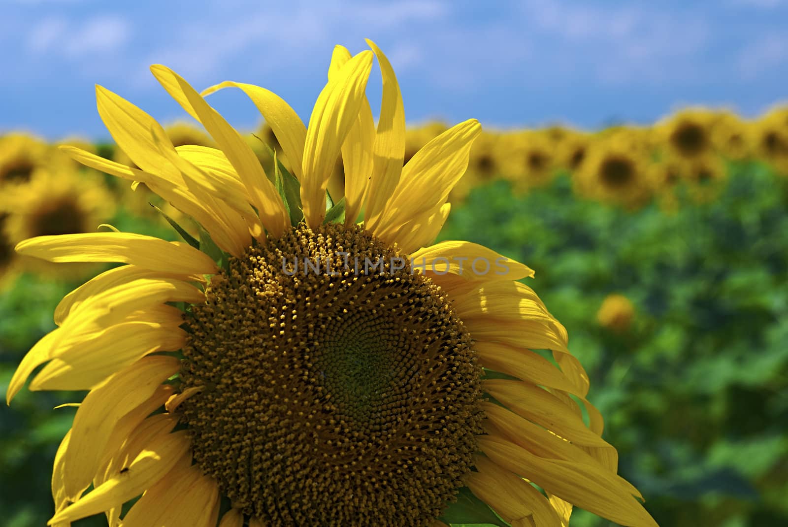 Field of sunflowers on a background of the blue sky with clouds