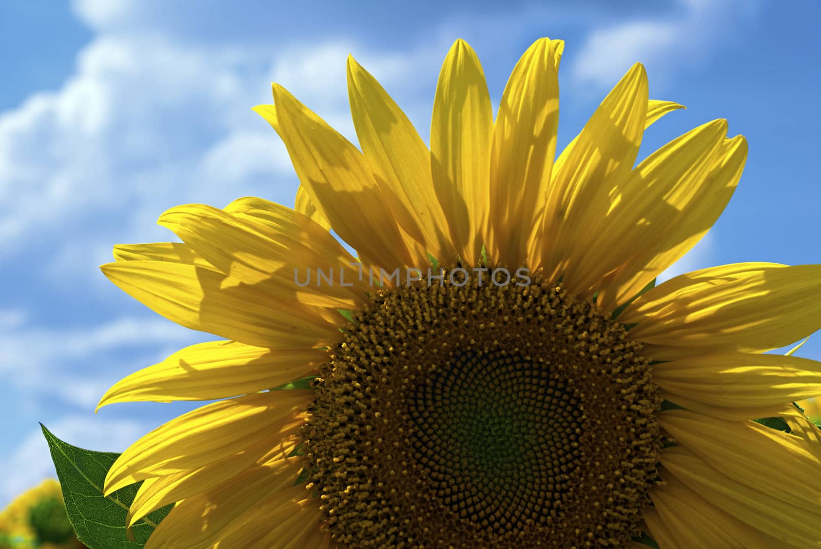 Sunflower closeup on a background of the blue sky with clouds