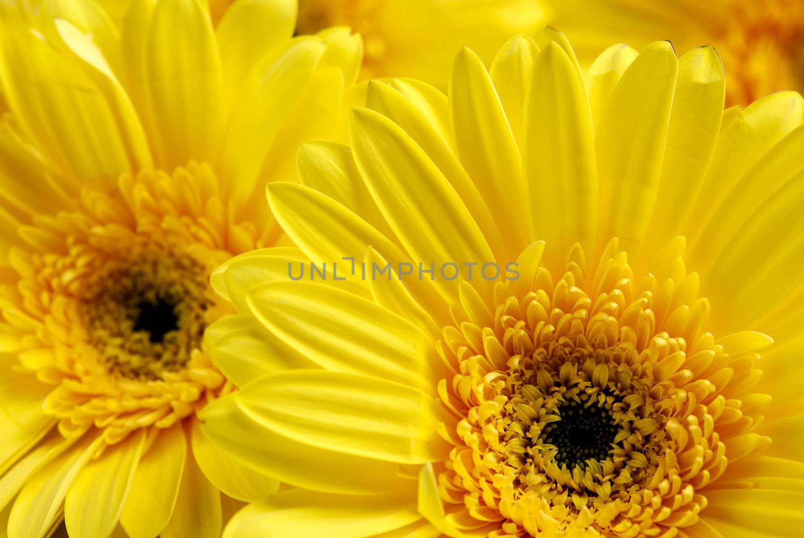 Yellow flowers background, suitable for seasonal (summer or spring) designs, copyspace for text