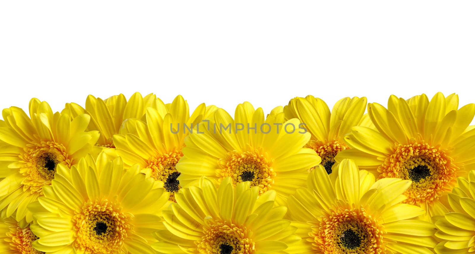 Sunny background with green grass and yellow flowers suitable for seasonal (summer or spring) designs, copyspace for text