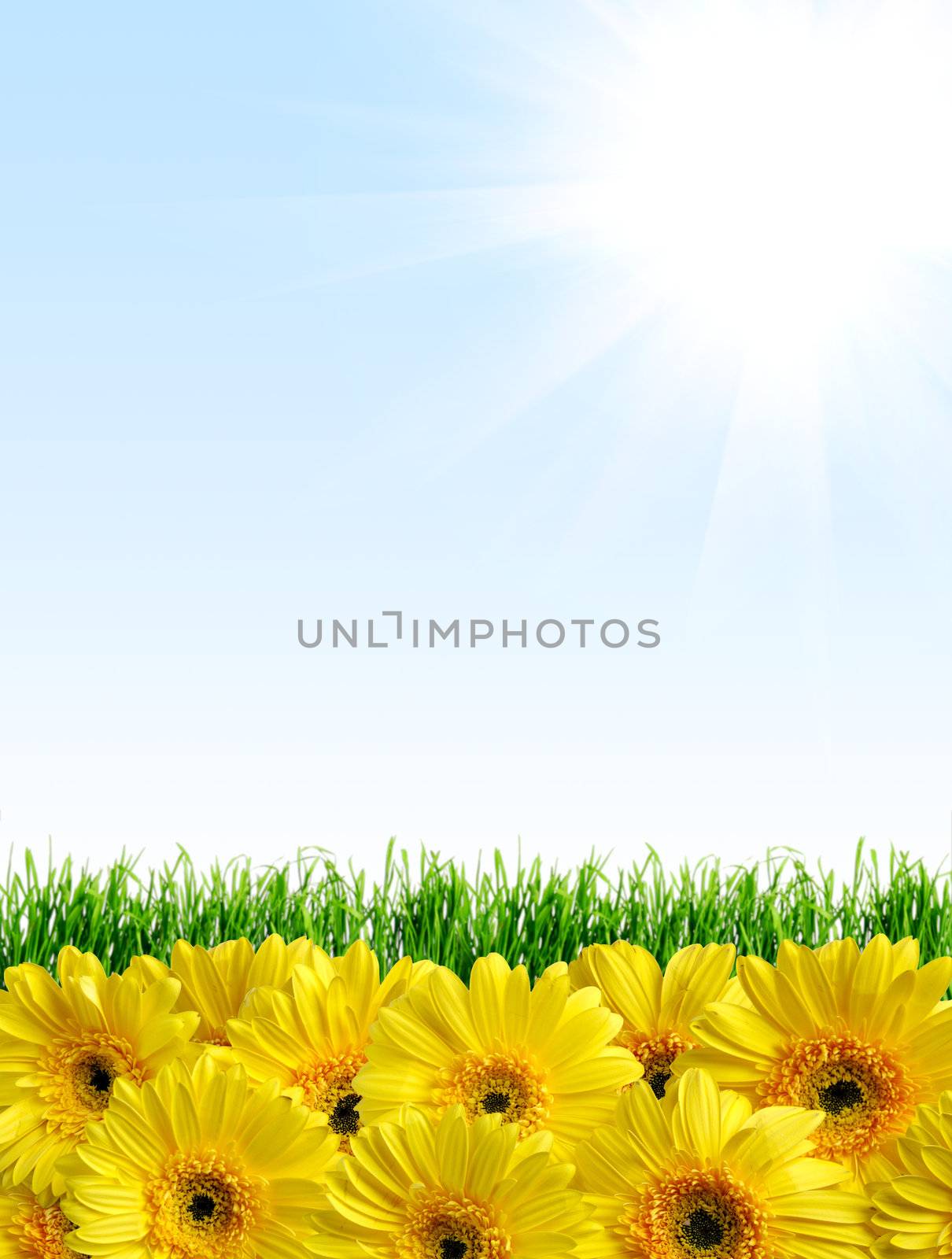 Sunny background with green grass and yellow flowers suitable for seasonal (summer or spring) designs, copyspace for text