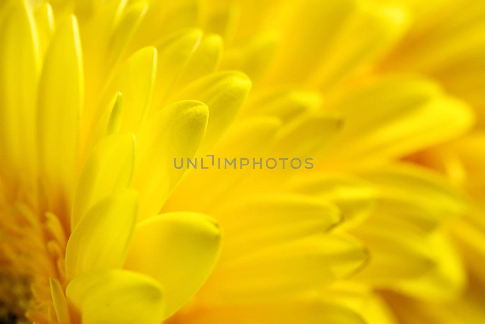 Yellow flowers background, suitable for seasonal (summer or spring) designs, copyspace for text