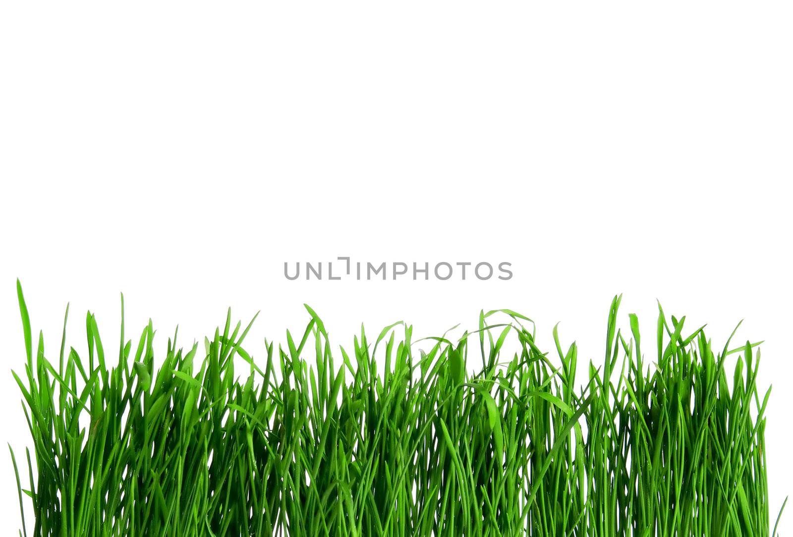 Dew on Seamless fresh spring green grass isolated on white background