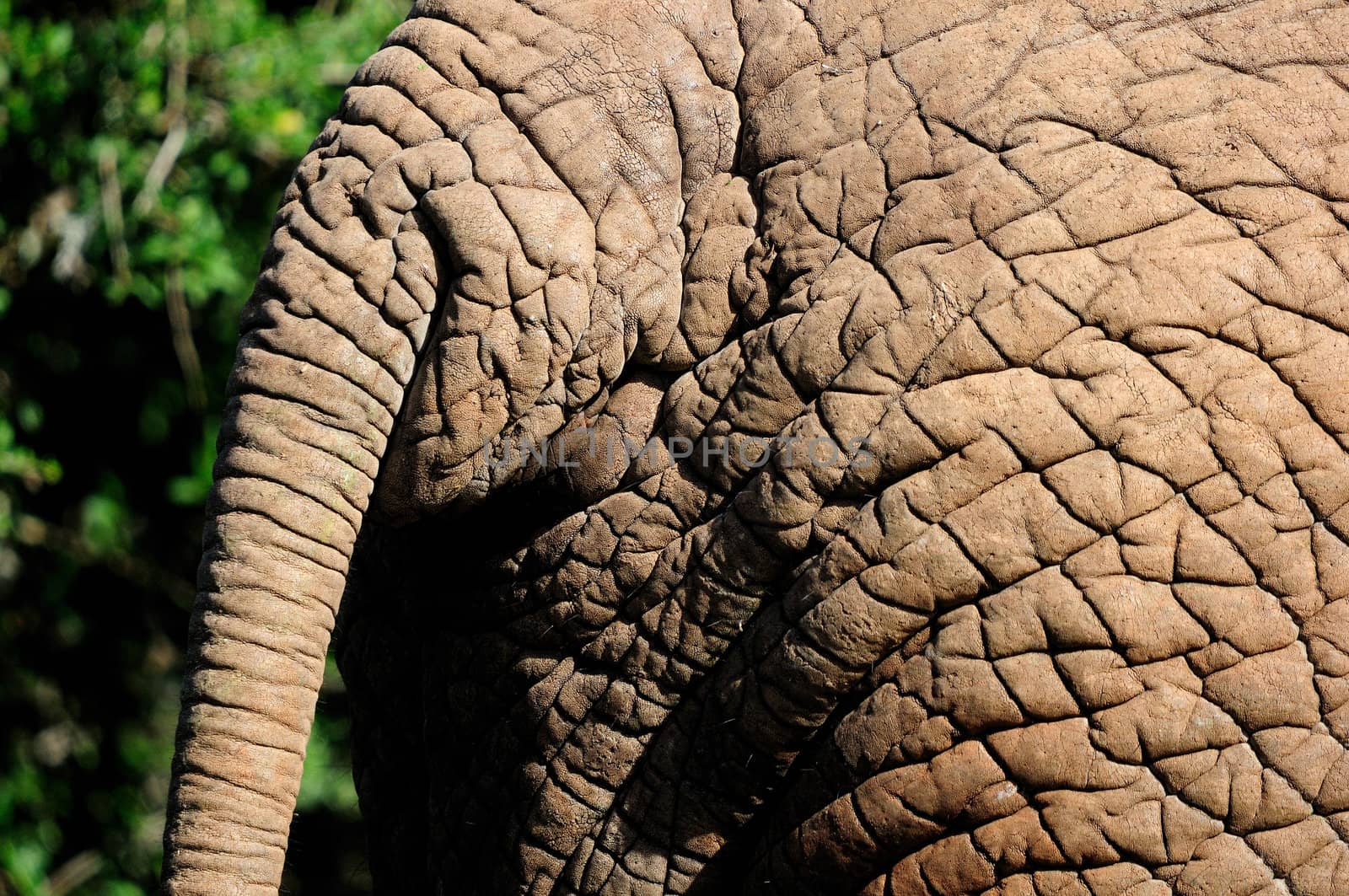 Close-up detail of African Elephant hide or skin