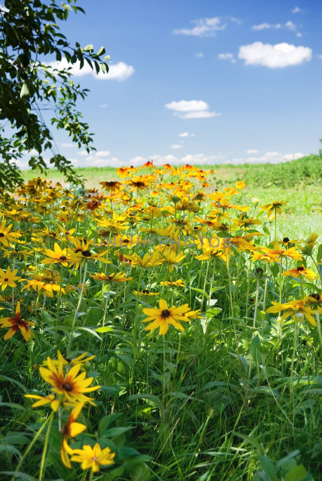 beautiful meadow flowers on a sunny day