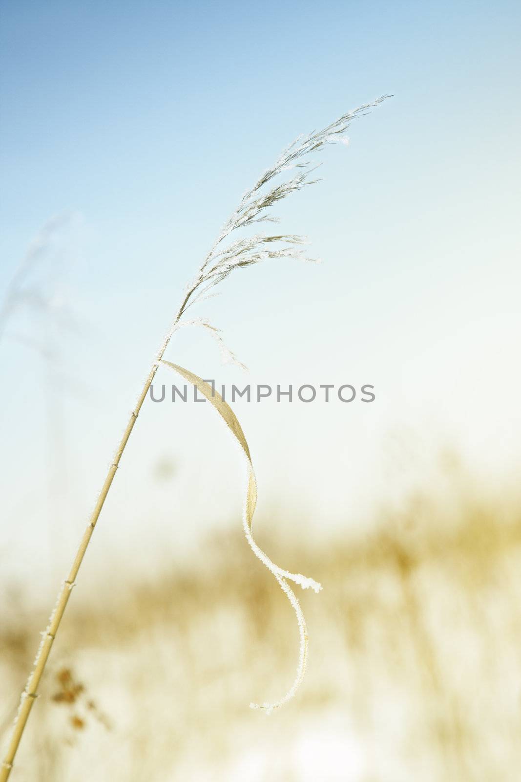 Close-up photo of the wheat covered by snow during the end of winter. Shallow depth of field for natural view
